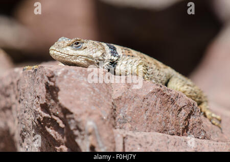 New Mexico Crevice Spiny Lizard, (Sceloporus poinsettii poinsettii), Magdalena Mountains, New Mexico, USA. Stock Photo