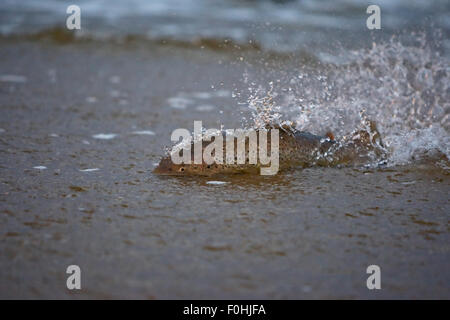 Sea trout (Salmo trutta) migrating from the sea to a river mouth in shallow water, Vester Herred, Bornholm, Denmark, November 2009 Stock Photo