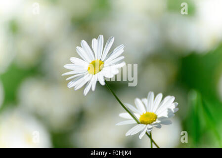 chamomiles flower over green background Stock Photo