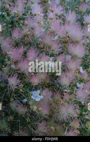 Apache Plume, (Fallugia paradoxa), San Lorenzo Canyon, Socorro co., New Mexico, USA.