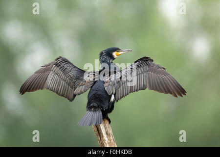 Common cormorant (Phalacrocorax carbo) perched on post with wings stretched, Northern France, May 2010 Stock Photo