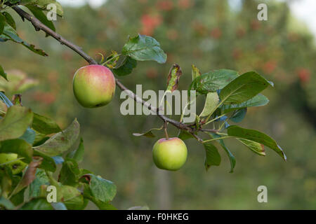 Apples growing on branch in alottment, Grande-Synthe, Dunkirk, France, September 2010 Stock Photo