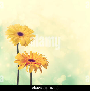 Yellow gerberas on yellow and teal colored background Stock Photo