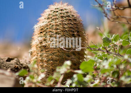 Chihuahua Desert Cactus-2 Stock Photo