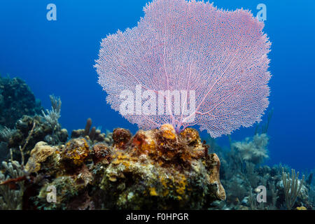 Close up detail of purple Gorginian sea fan, Gorgonia flabellum, on coral reef Stock Photo