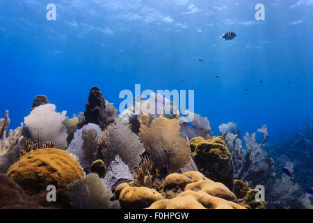 Landscape of colorful bright sea fans and fish on tropical coral reef Stock Photo