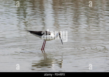 stork, heron, gull, eat, predators, porciglione in a lake, flying, eating a frog, drink water Stock Photo