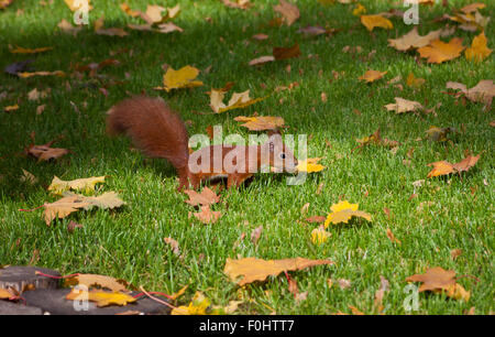 Eurasian red squirrel (Sciurus vulgaris) jumping in an autumn grass Stock Photo