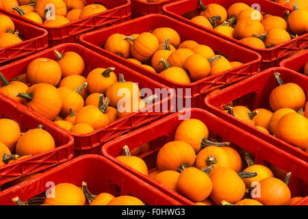 Crates of mini pumpkins await shipment, Cattaragus Co., NY Stock Photo