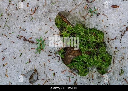 Springtime emerges as moss pokes through melting snow and ice in the Adirondack forest near Long Lake, NY Stock Photo