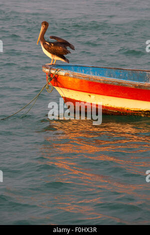 Pelican standing on a fisher boat during the sunset in the bay of Mancora. Peru Stock Photo