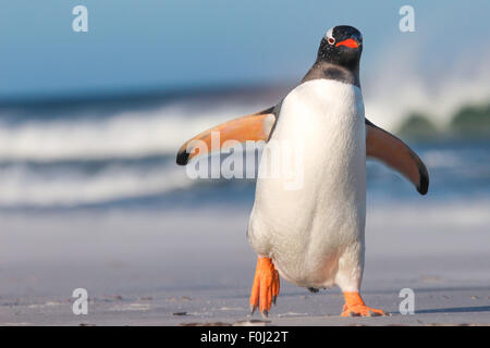 Gentoo Penguin walking on the Beach. Bertha's Beach. Falkland Islands. Stock Photo