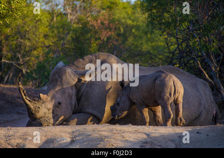 As the sun begins to set over Mkhaya Game Reserve, a white rhinoceros rests in the forest as its baby looks on. Stock Photo