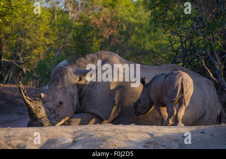 As the sun begins to set over Mkhaya Game Reserve, a white rhinoceros rests in the forest as its baby looks on. Stock Photo
