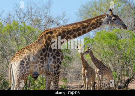 An adult South African giraffe feasts on vegetation as its babies play with one another in Swaziland. Stock Photo