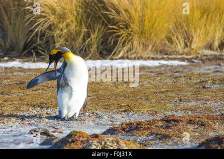 King Penguin polluted with oil trying to preen. Falkland Islands. Stock Photo