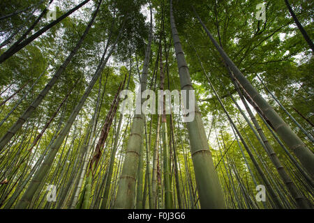 Sun shining through a forest of long thin bamboo trees nearby Hangzhou in Zhejiang province China. Stock Photo