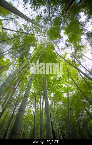 Sun shining through a forest of long thin bamboo trees nearby Hangzhou in Zhejiang province China. Stock Photo