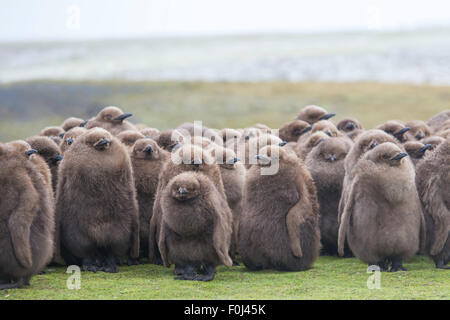 Large creche of Juvenile King Penguin chicks huddled in the rain. Volunteer Point, Falkland Islands. Stock Photo