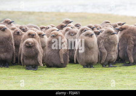 Juvenile King Penguin chicks huddled together in the rain. Volunteer Point, Falkland Islands. Stock Photo