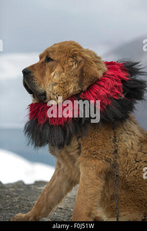Closeup of tibetan mastiff at Yamdrok lake in Tibet, China Stock Photo