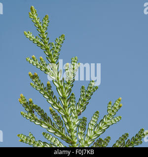 Hiba, Hiba-Lebensbaum, Thujopsis, dolabrata, Stock Photo