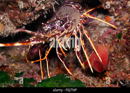 European spiny lobster (Palinurus elephas), Corfu, Ionian Islands, Ionian Sea, Mediterranean Sea, Greece Stock Photo