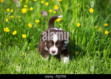 Miniature American Shepherd or Miniature Australian Shepherd or Mini Aussie puppy, Red Tri, in flower meadow Stock Photo