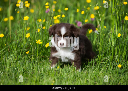 Miniature American Shepherd or Miniature Australian Shepherd or Mini Aussie puppy, Red Tri, in flower meadow Stock Photo