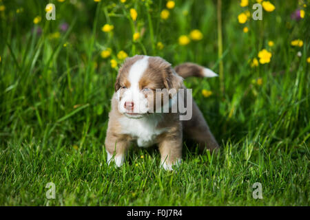 Miniature American Shepherd or Miniature Australian Shepherd or Mini Aussie puppy, Red Merle, standing in flower meadow, yawning Stock Photo