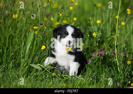 Miniature American Shepherd or Miniature Australian Shepherd or Mini Aussie puppy, Black Tri, sitting in flower meadow Stock Photo