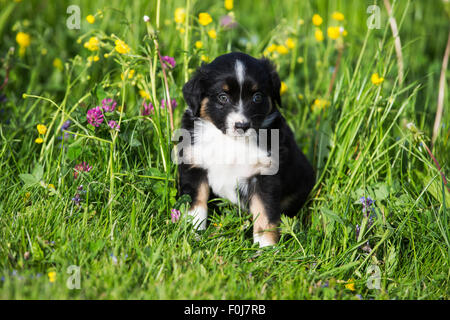 Miniature American Shepherd or Miniature Australian Shepherd or Mini Aussie puppy, Black Tri, sitting in flower meadow Stock Photo