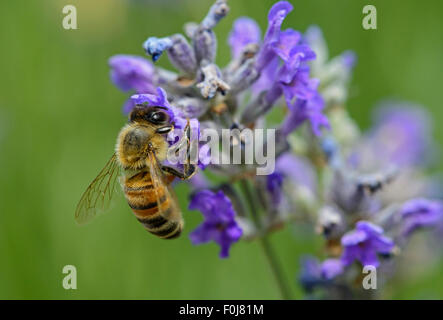 Western honey bee (Apis mellifera) gathering nectar from a lavender flower, bee (Apidae), Switzerland Stock Photo