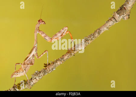 Cryptic mantis (Sibylla pretiosa), East Africa, captive Stock Photo - Alamy