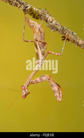 Cryptic mantis (Sibylla pretiosa), East Africa, captive Stock Photo - Alamy
