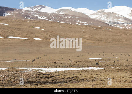 Herd of yaks grazing in the Himalaya on the Friendship Road going to Kathmandu, Tibet, China Stock Photo