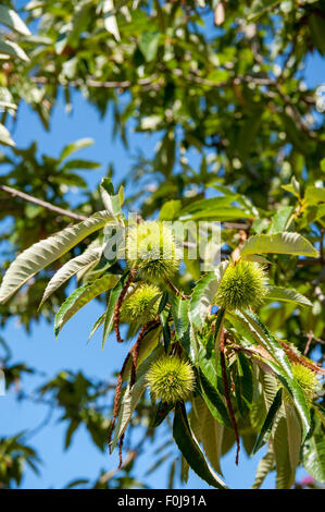 Chestnut branch with closed burr, green tree and blue sky in out of focus background Stock Photo