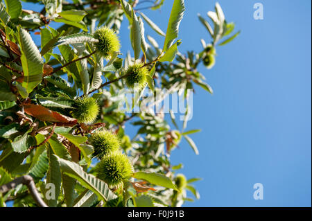 Chestnut branch with closed burr, green tree and blue sky in out of focus background Stock Photo