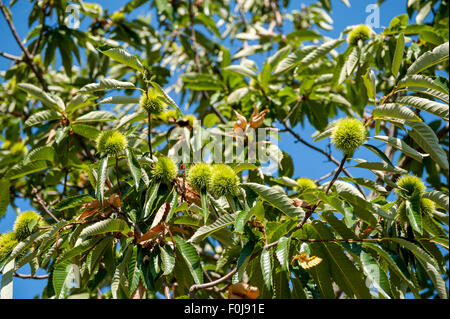 Chestnut branch with closed burr, green tree and blue sky in out of focus background Stock Photo