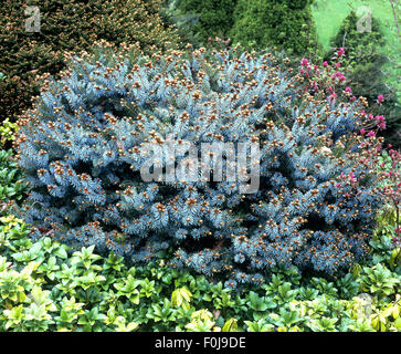 Fichte, Picea sitchensis, Silberweiss Stock Photo