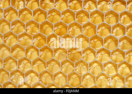 Close-up view of backlit honeycomb with liquid raw honey in it Stock Photo