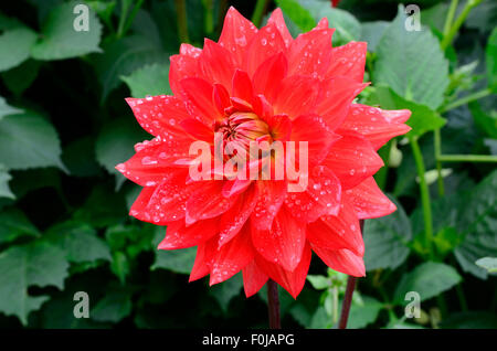 Raindrops on red dahlia flower  Taratahi Ruby waterlily Stock Photo