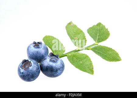 Three blueberry and leaves isolated on white background Stock Photo