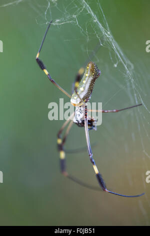 Close up of a Golden Orb Spider in its web in Costa Rica. Stock Photo