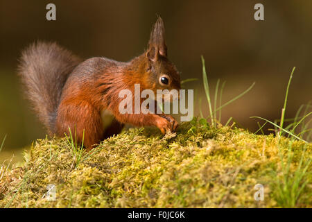 Red Squirrel  Sciurus vulgaris buries some nuts in the moss covered ground Stock Photo