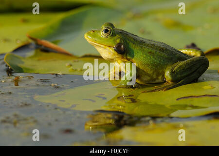 Pool Frog (Rana lessonae) sitting on lily pad, Danube delta rewilding area, Romania Stock Photo