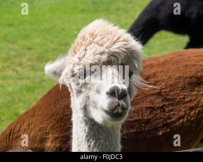 Closeup portrait of a white alpaca with black and brown animals in background Stock Photo