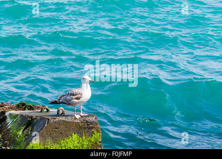Single seagull perched on rock against sea. Stock Photo