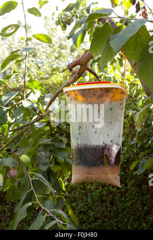 A red top Fly Trap full of dead flies hanging on a tree in the garden, UK Stock Photo