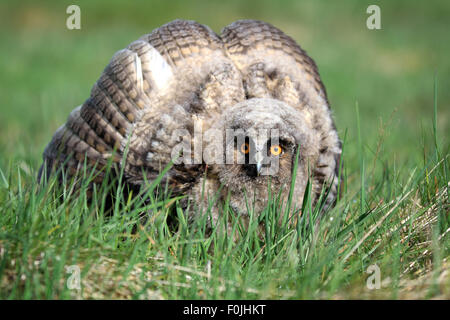 A Natural, Wild Long-eared Owlet (Asio otus) portrait. Showing display posture. Taken in the Angus Glens, Scotland, UK. Stock Photo